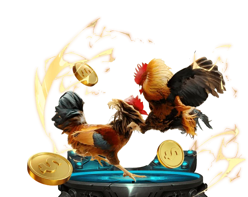 Hình ảnh trọng tài giám sát trận đấu đá gà, đảm bảo các quy tắc được tuân thủ nghiêm ngặt